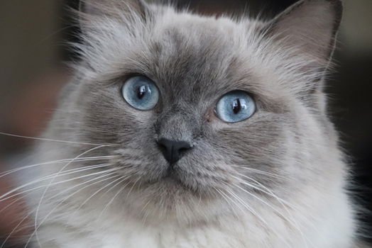 Ragdoll kittens - 6