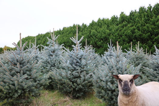 Kerstbomen, zelf uitzoeken op de kwekerij in Amsterdam. - 0