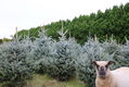 Kerstbomen, zelf uitzoeken op de kwekerij in Amsterdam. - 0 - Thumbnail