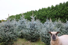 Kerstbomen, zelf uitzoeken op de kwekerij in Amsterdam.