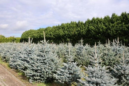 Kerstbomen, zelf uitzoeken op de kwekerij in Amsterdam. - 1