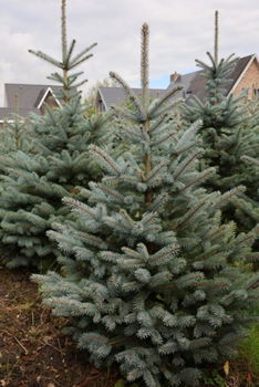 Kerstbomen, zelf uitzoeken op de kwekerij in Amsterdam. - 2