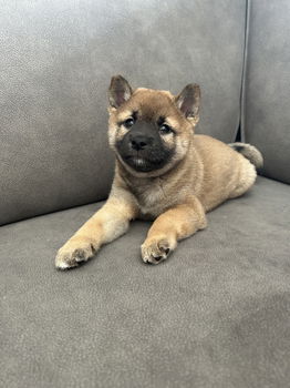 Shiba inu pup reutje - 0