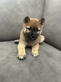 Shiba inu pup reutje - 1