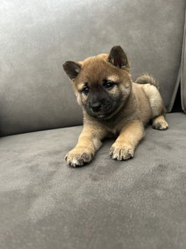 Shiba inu pup reutje - 3