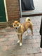 Shiba inu pup reutje - 4 - Thumbnail