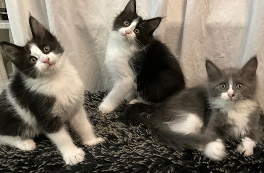 Lieve Maine Coon Kittens! - 0