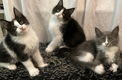 Lieve Maine Coon Kittens! - 0 - Thumbnail