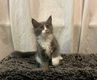 Lieve Maine Coon Kittens! - 1 - Thumbnail