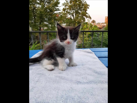 Lieve Maine Coon Kittens! - 3