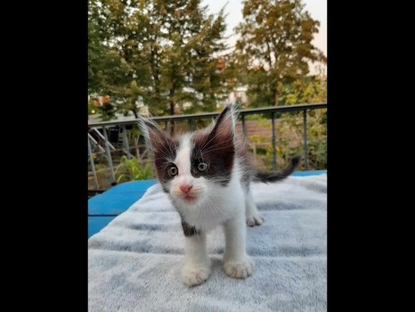 Lieve Maine Coon Kittens! - 4