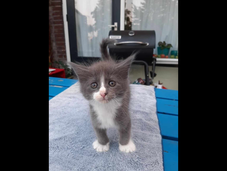 Lieve Maine Coon Kittens! - 5