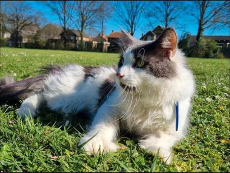 Lieve Maine Coon Kittens! - 7