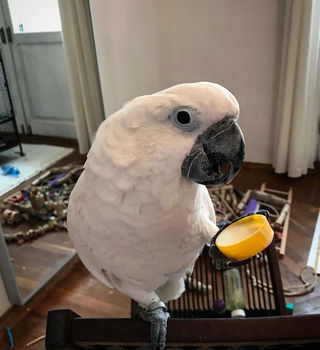 Twee geweldige paraplu kaketoe witte papegaaien beschikbaar. - 1