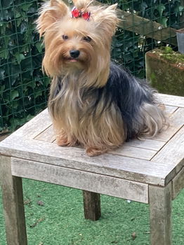 Verwacht eind Oktober Yorkshire terrier pups met stamboom FCI. - 0