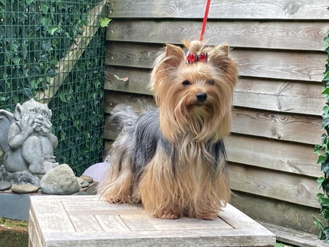 Verwacht eind Oktober Yorkshire terrier pups met stamboom FCI. - 1