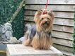 Verwacht eind Oktober Yorkshire terrier pups met stamboom FCI. - 1 - Thumbnail