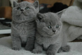 Britse korthaar kittens - 0 - Thumbnail