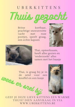 Britse korthaar kittens (nestje is volgroeid) - 3