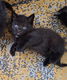 Gezonde kittens - 1 - Thumbnail