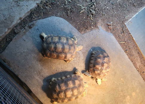 Sulcata-schildpad te koop Te koop - 0