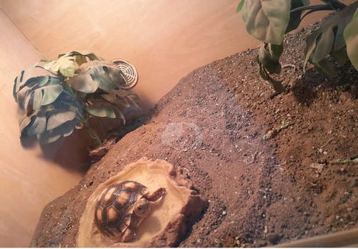 Gezonde Sulcata-schildpad te koop - 0