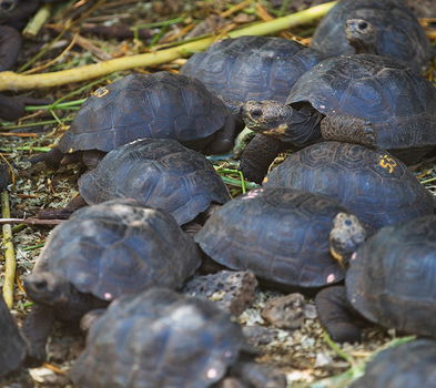 Gezonde Sulcata-schildpad te koop - 1