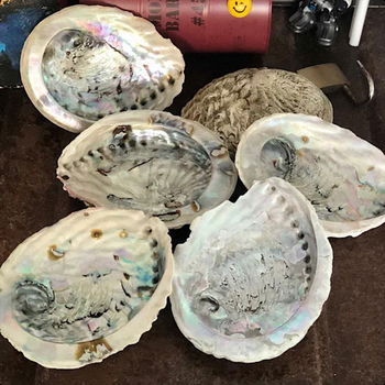 Abalone Smudge Schelp M - 3