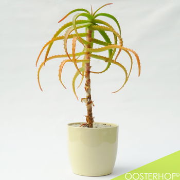 Aloë Vera Plant + Pot | 37 cm hoog - 0