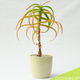 Aloë Vera Plant + Pot | 37 cm hoog - 0 - Thumbnail