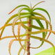 Aloë Vera Plant + Pot | 37 cm hoog - 1 - Thumbnail