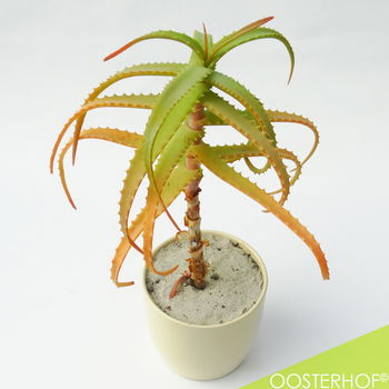 Aloë Vera Plant + Pot | 37 cm hoog - 2