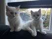 Raszuivere Ragdoll kittens - 2 - Thumbnail