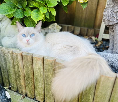 Raszuivere Ragdoll kittens - 5