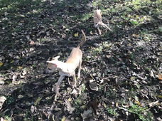 whippet pups