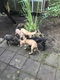 whippet pups - 5 - Thumbnail