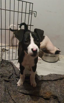 Dogo argentino x border collie pups - 0