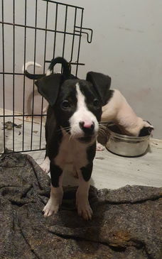 Dogo argentino x border collie pups