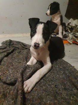 Dogo argentino x border collie pups - 1