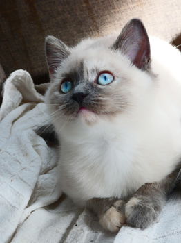 Ragdoll kittens cream point - 4