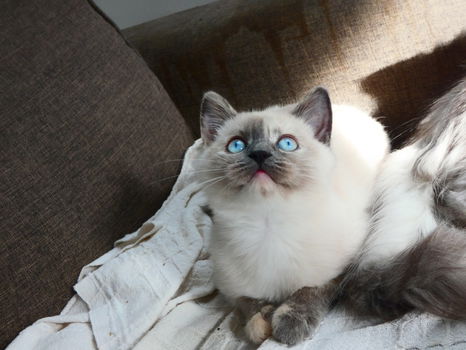 Ragdoll kittens cream point - 6