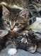 Noorse Boskat kittens - 0 - Thumbnail