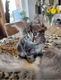 Noorse Boskat kittens - 3 - Thumbnail