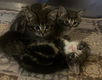 Noorse Boskat kittens - 5 - Thumbnail