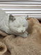 tuinbeeld poes , chintia - 2 - Thumbnail