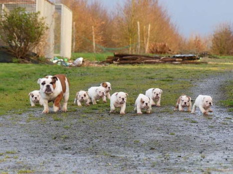 Mooie Engelse bulldog-puppy's beschikbaar. - 0