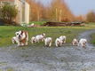 Mooie Engelse bulldog-puppy's beschikbaar. - 0 - Thumbnail