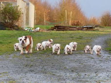 Mooie Engelse bulldog-puppy's beschikbaar.