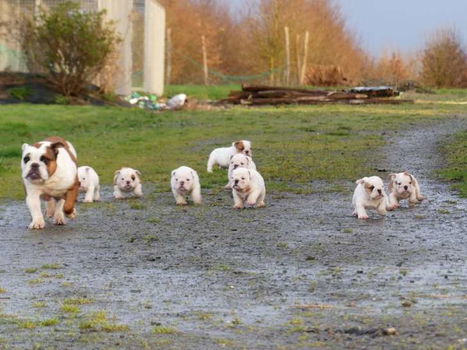 Mooie Engelse bulldog-puppy's beschikbaar. - 1