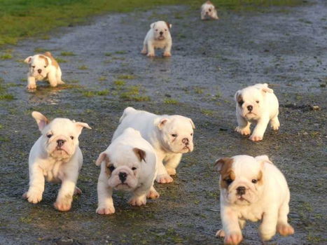 Mooie Engelse bulldog-puppy's beschikbaar. - 2